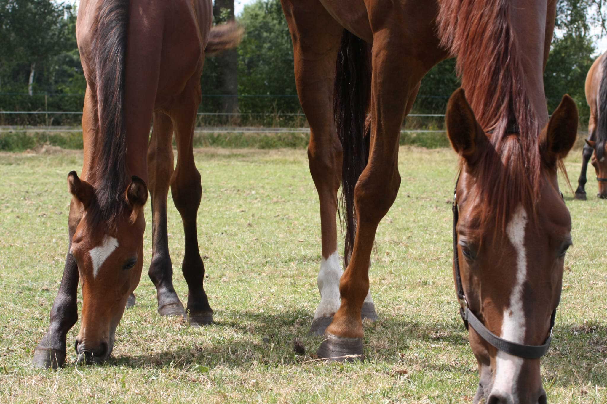 Reiten lernen in Rheine, Ibbenbüren, Hörstel und Umgebung